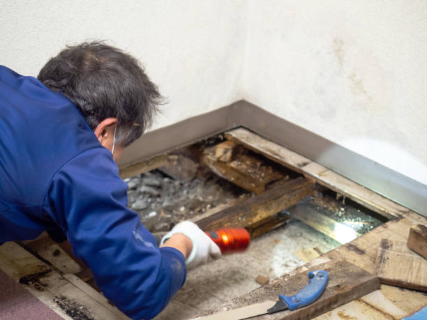 Best Crawl Space Mold Removal  in North Branch, MI