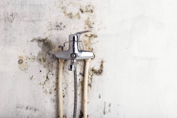 Best Mold Removal Near Me  in North Branch, MI
