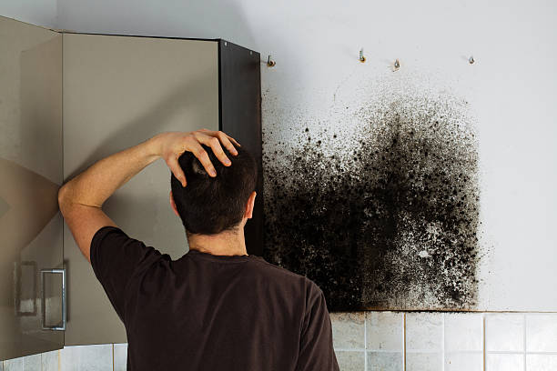 Best Mold Remediation Experts  in North Branch, MI