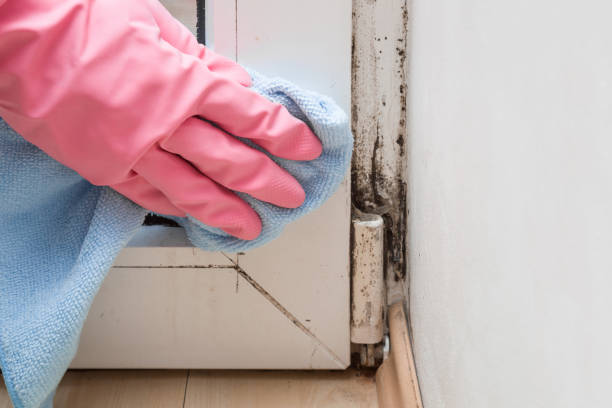 Professional Mold Removal in North Branch, MI