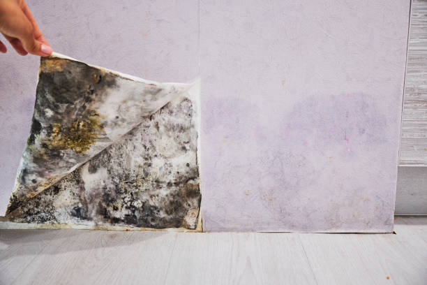 Best Mold Remediation  in North Branch, MI